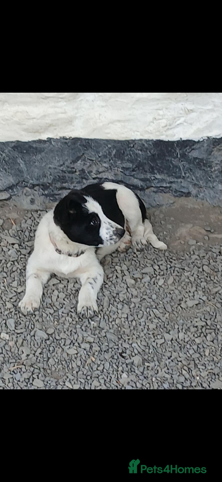 Border Collie dogs Border Collie pup's for sale  - Advert 2