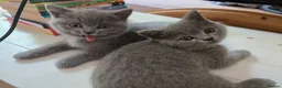 British Shorthair cats for sale: Purebred British Shorthair Kittens - 2 left! - Advert 4
