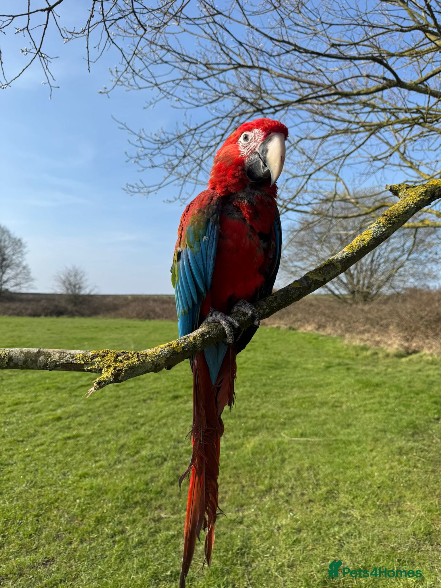 Macaws birds Female macaw  - Advert 1