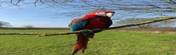 Macaws birds for sale: Female macaw  in Halifax - Advert 1