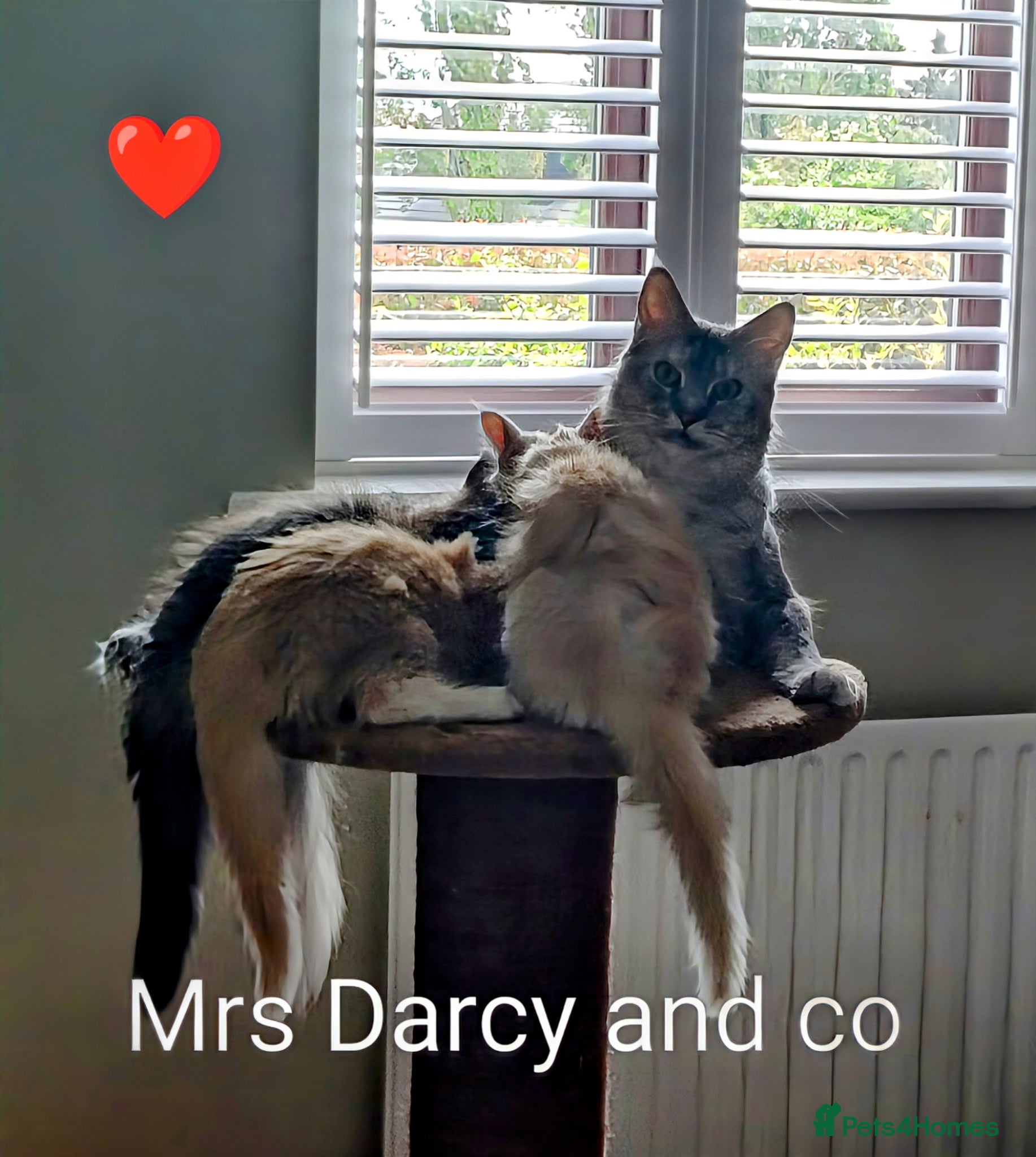 Maine Coon cats for sale: Maine coon boy kitten GCCF pedigree - Advert 3