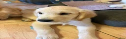 Golden Retriever dogs for sale: Puppies ready for loving forever homes - Advert 2