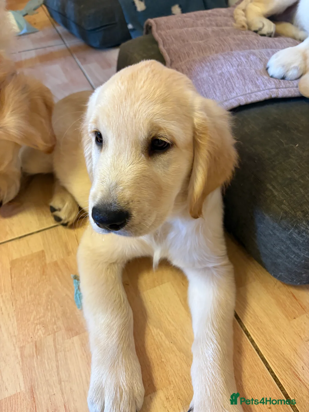 Golden Retriever dogs for sale: Puppies ready for loving forever homes - Advert 2