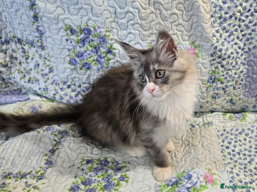 Maine Coon cats for sale: Beautiful playful Maine Coon kittens  - Image 19