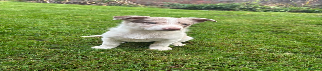 Border Collie Puppy 1