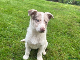 Border Collie dogs for sale: Blue/Red Merle Border Collie Puppies - Advert 1
