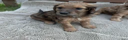 Cockapoo dogs for sale: F1 cockerpoo puppies  in Sittingbourne - Advert 13