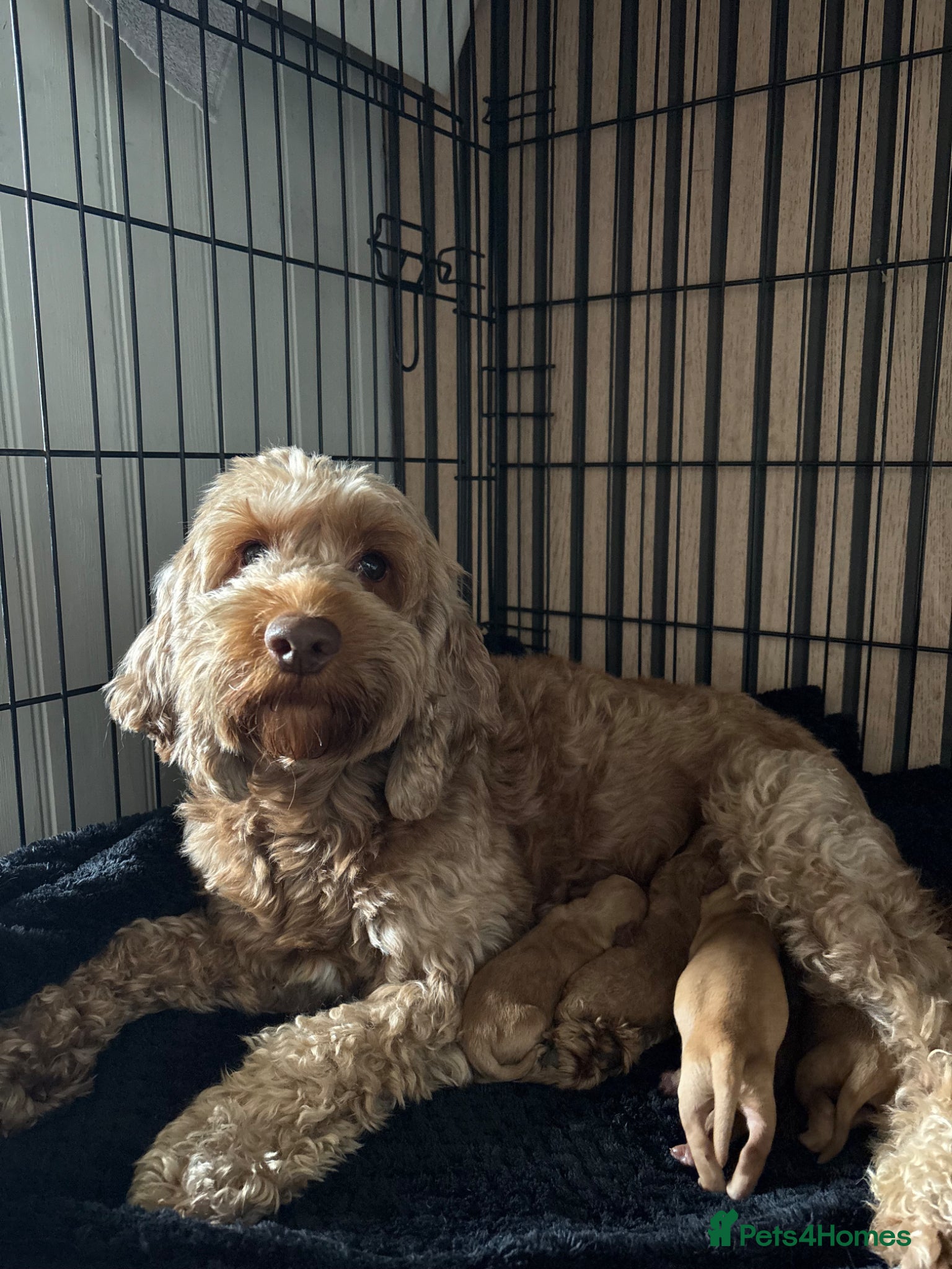 Cockapoo dogs Cockapoo - Advert 7