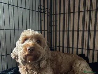 Cockapoo dogs Cockapoo - Advert 3