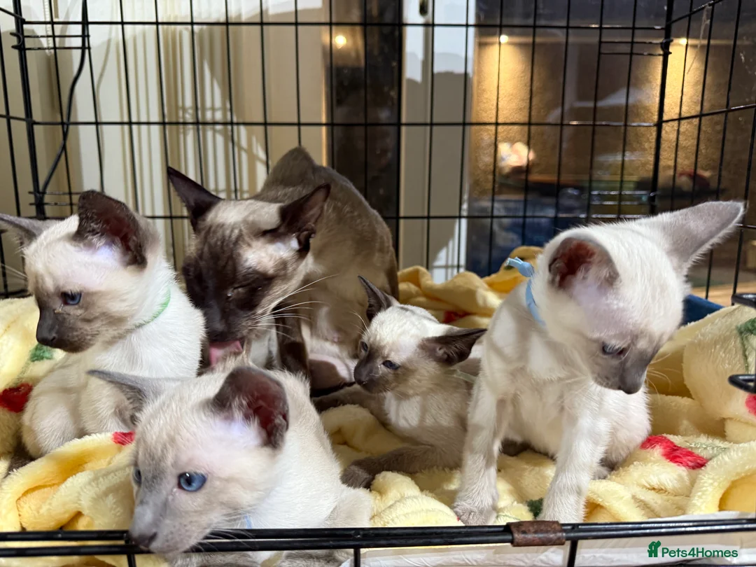 Siamese cats for sale: Siamese kittens  - Advert 10