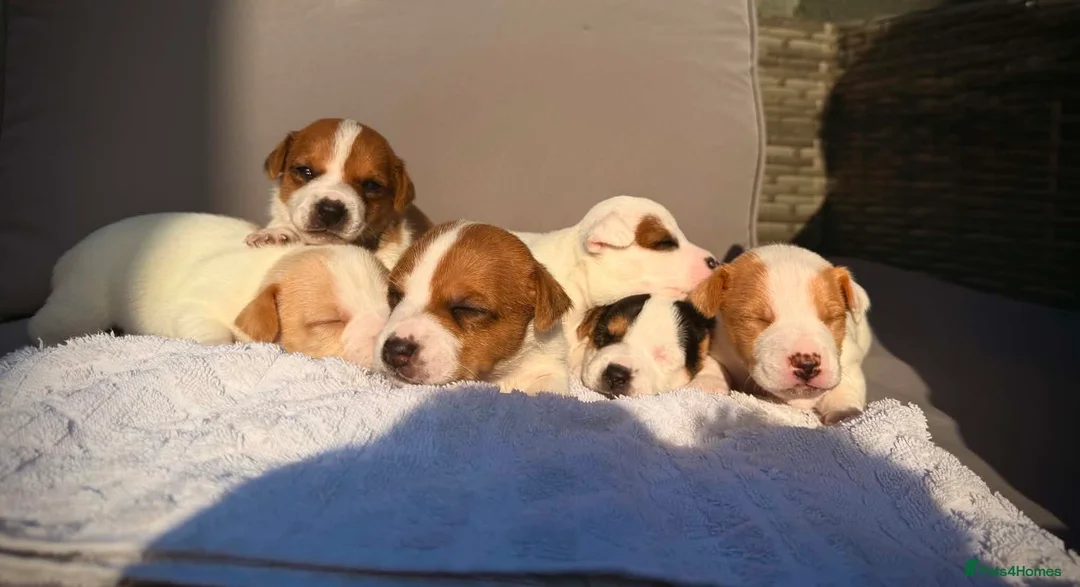 Jack Russell dogs for sale: Jack russell  - Advert 13