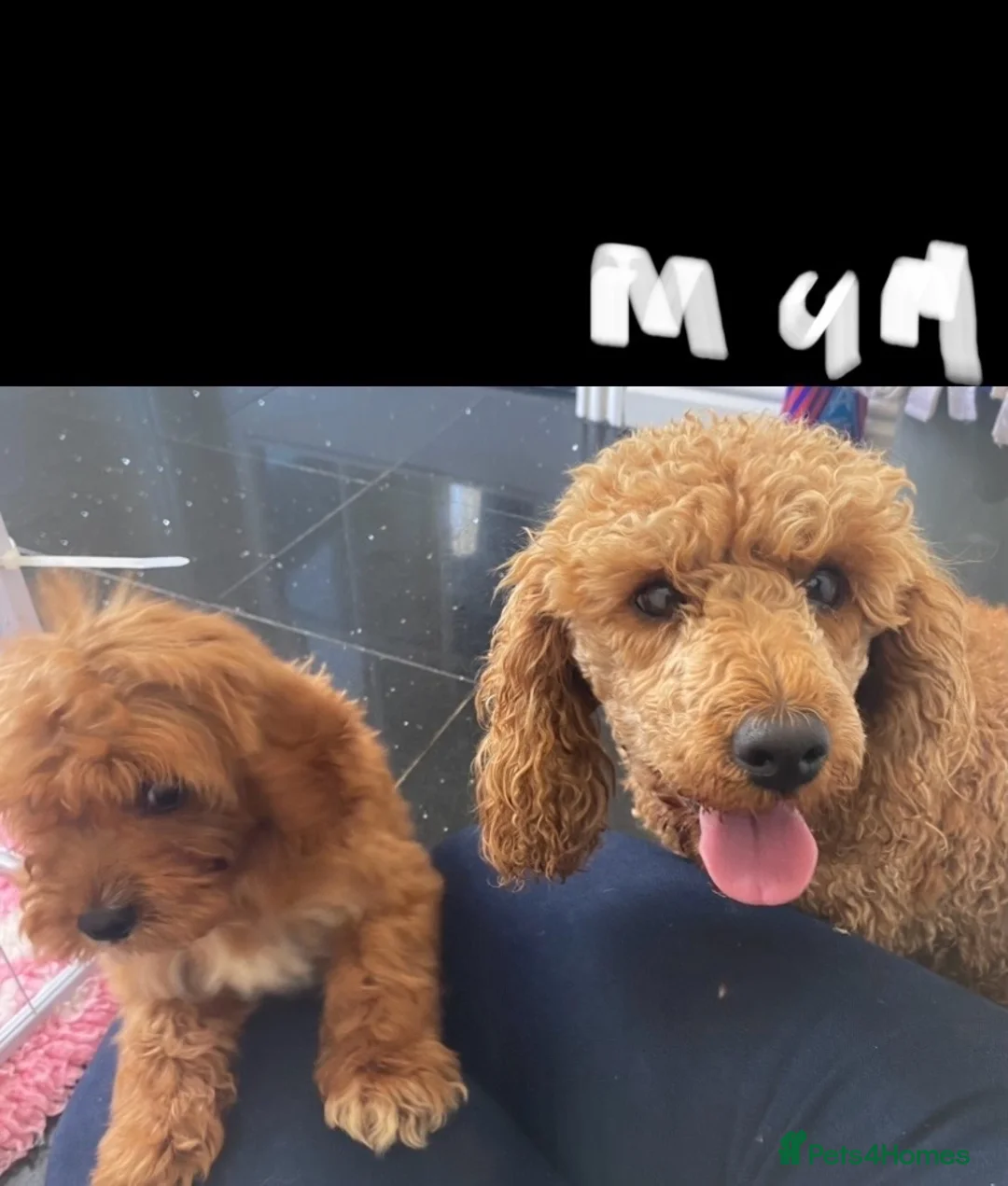 Cavapoo dogs for sale:  F1 Cavapoo,puppies available to leave now - Advert 2