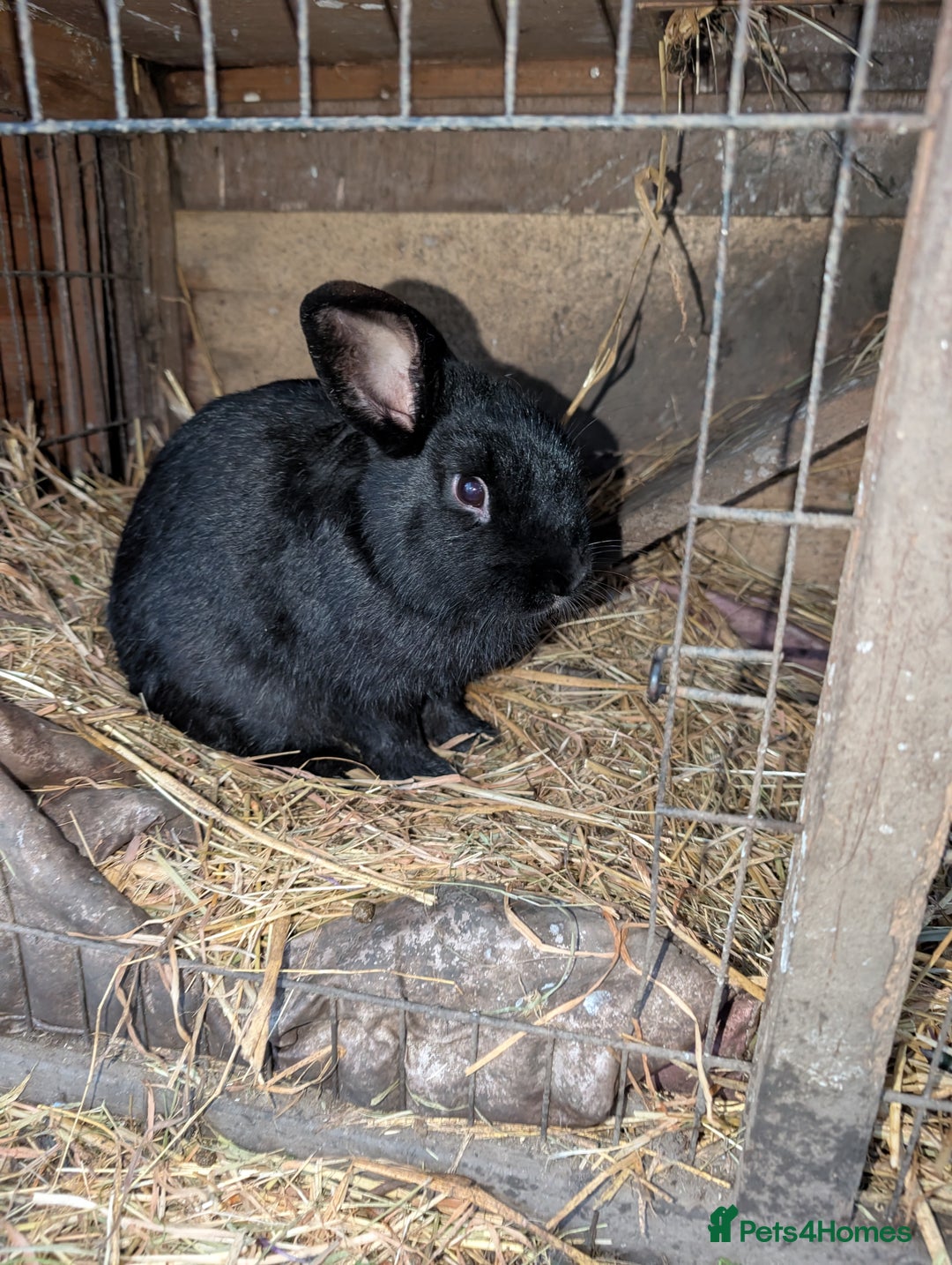 English rabbits for sale: Various Rabbits And Bunnies. Mixed Gender, colours - Advert 2