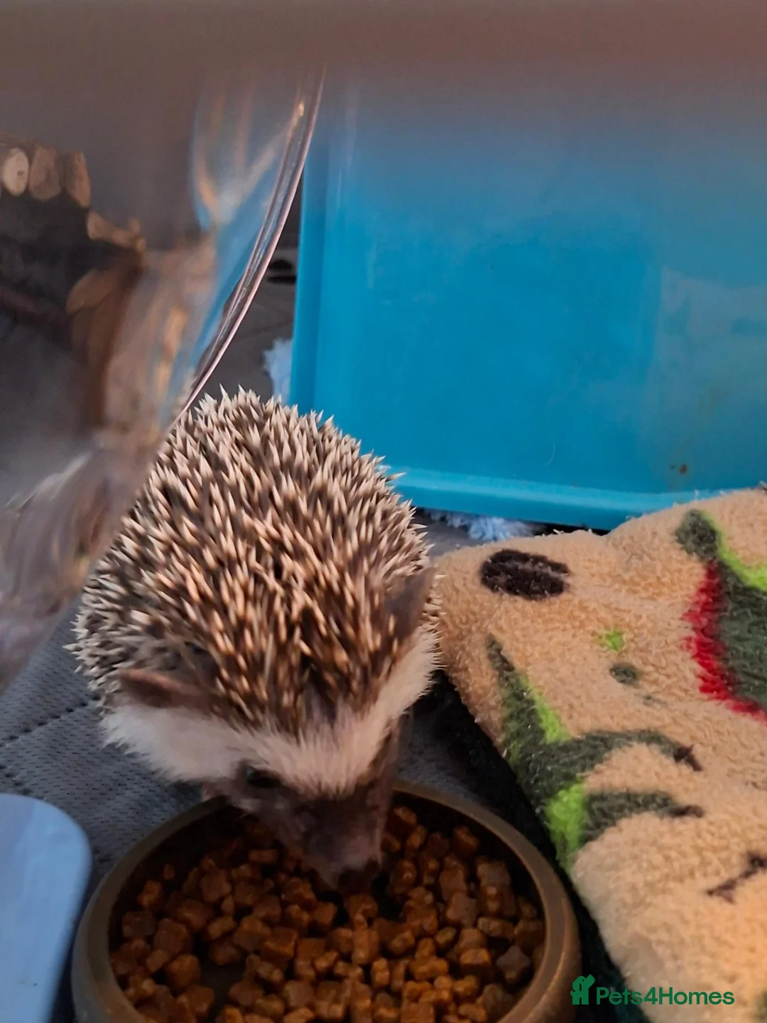 Pygmy Hedgehog rodents for sale: Baby African Pygmy Hedgehogs - Advert 9