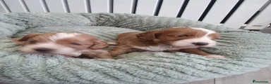 Cockapoo Puppy 6