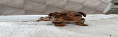 Miniature Dachshund 1