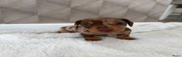 Miniature Dachshund dogs for sale: Beautiful Chocolate Dapple Coats- 2 available in Stoke-on-Trent - Advert 10