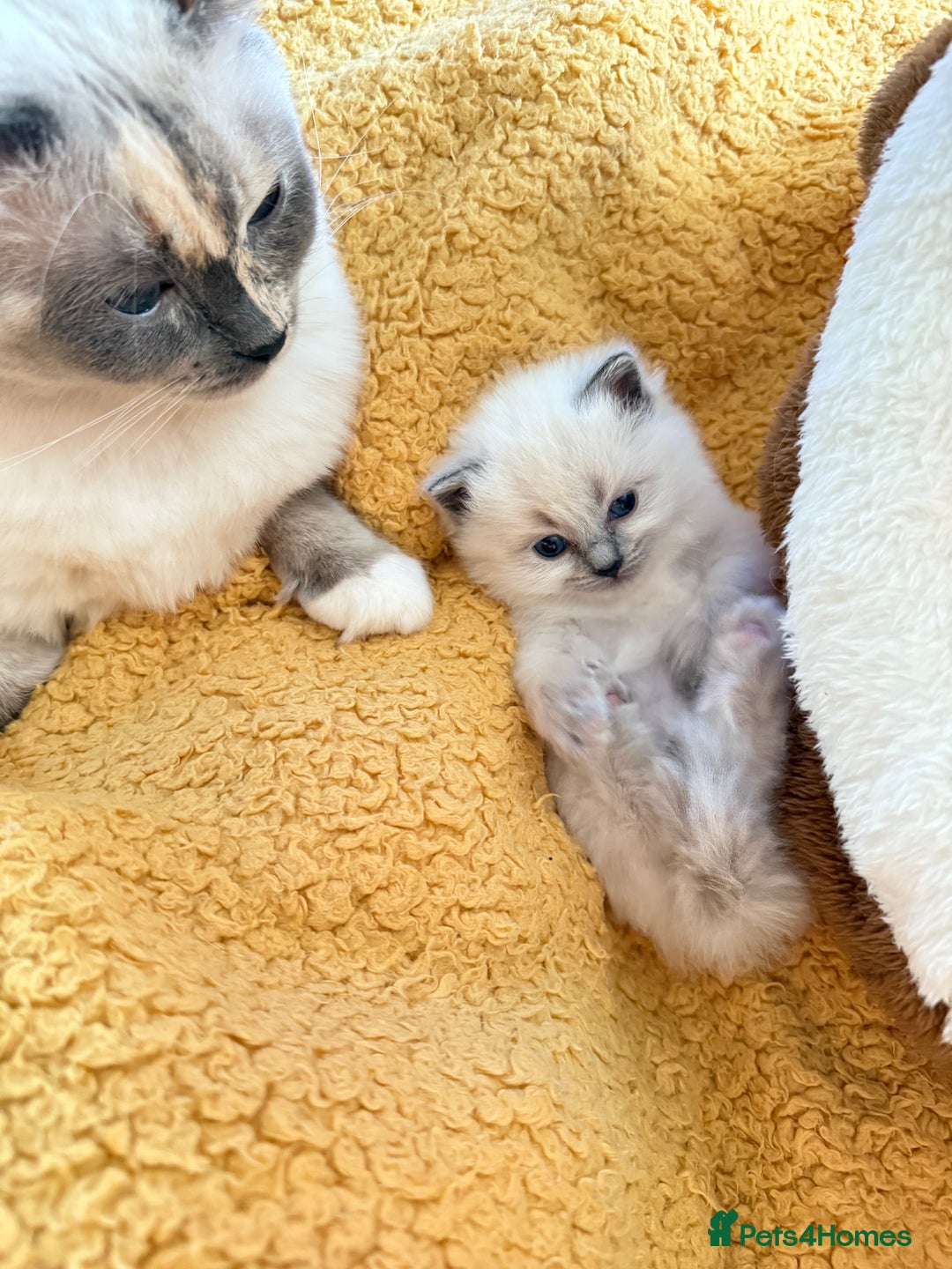 Ragdoll cats for sale: A small fluffy bundle of joy - Advert 6