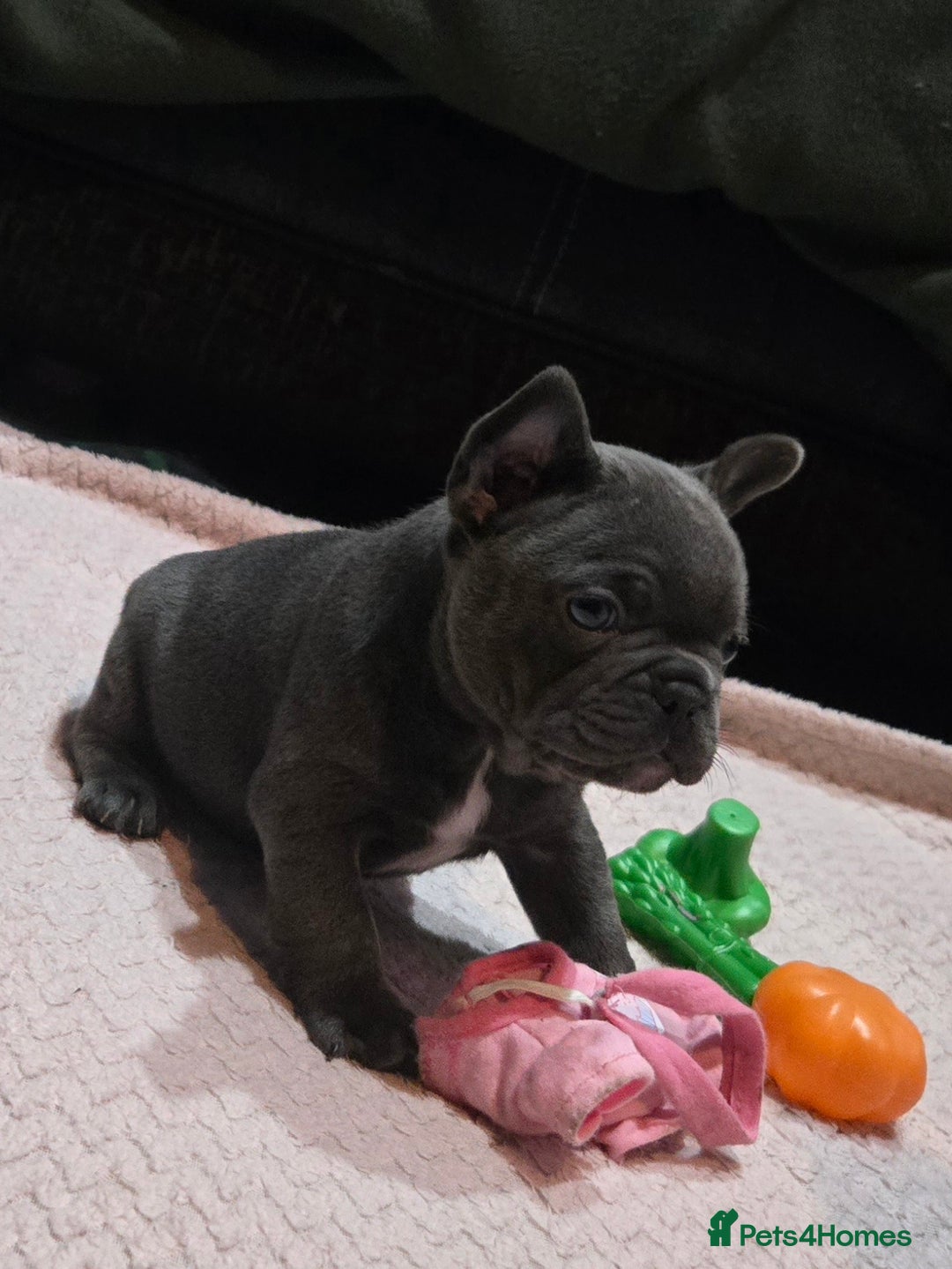 French Bulldog dogs for sale: French bulldog pups ready in 2 weeks - Advert 2