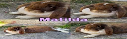 French Lop rabbits for sale: Beautiful Pure French Lop Babies ♥️ - Advert 14