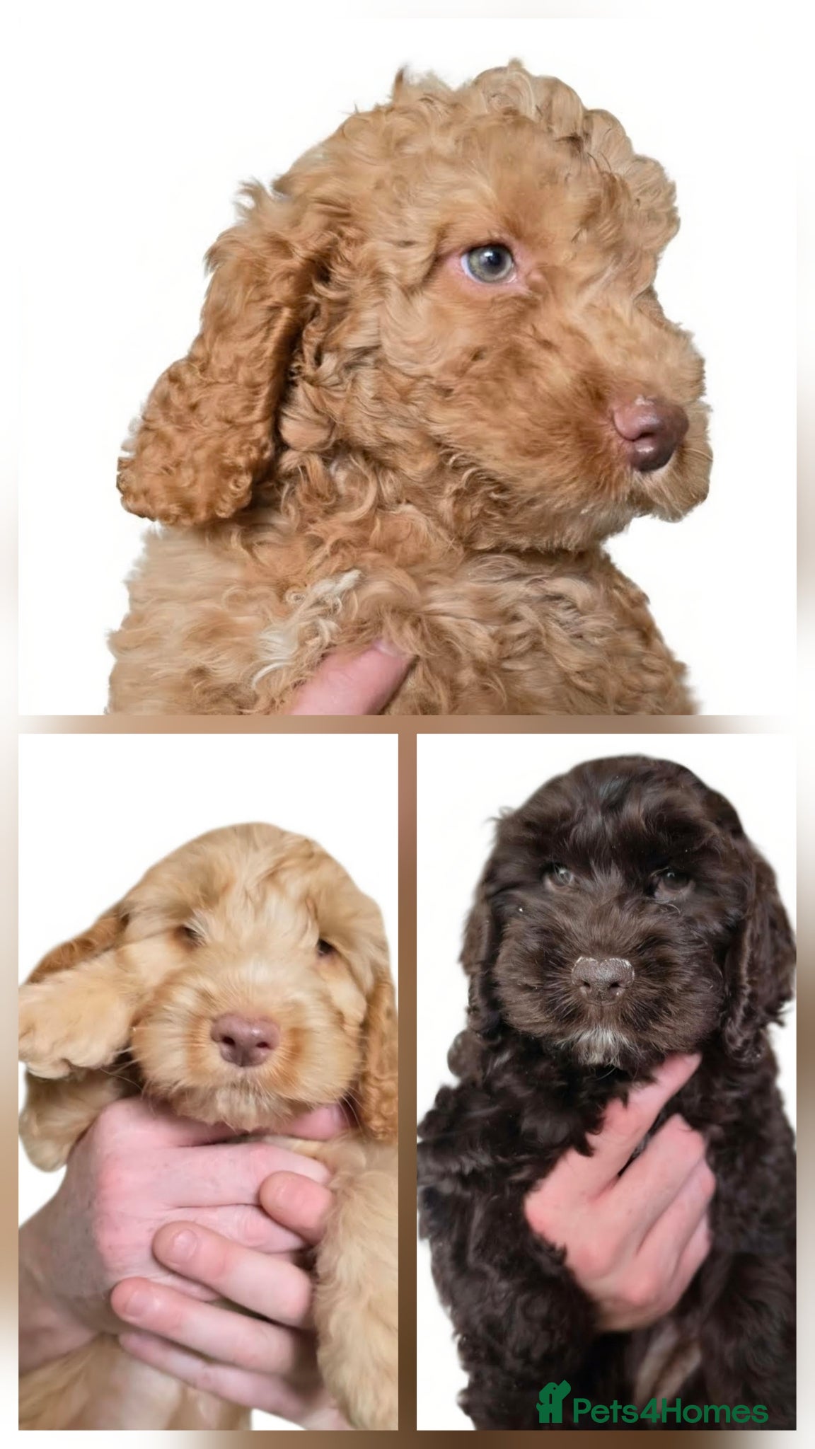 Cockapoo dogs HEALTH TESTED COCKAPOO PUOS READY NOW 2 LEFT ! - Advert 1