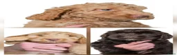 Cockapoo dogs for sale: 3 GIRLS LEFT ,VET CHECKED & READY FOR NEW HOMES 🩷 - Advert 1