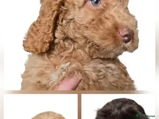 Cockapoo dogs HEALTH TESTED COCKAPOO PUOS READY NOW 2 LEFT ! - Advert 1