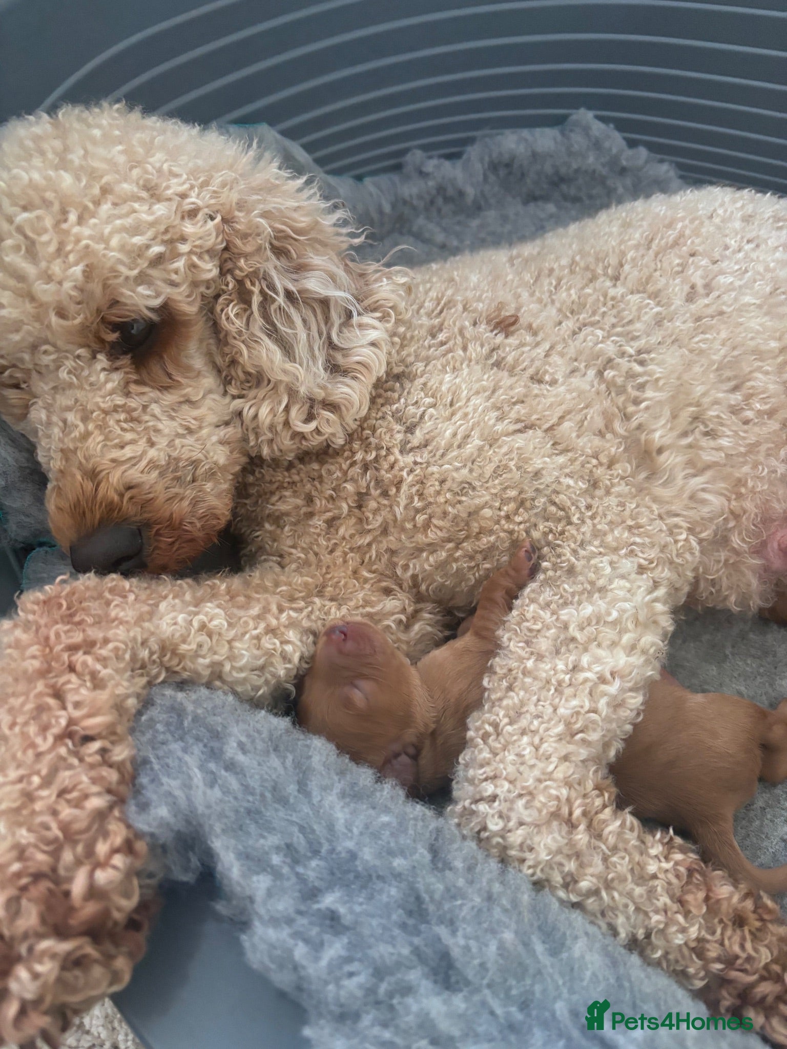 Cavapoo dogs Cavapoo puppies 💖 - Advert 15