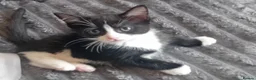 Mixed Breed cats for sale: Kittens  in Telford - Advert 15