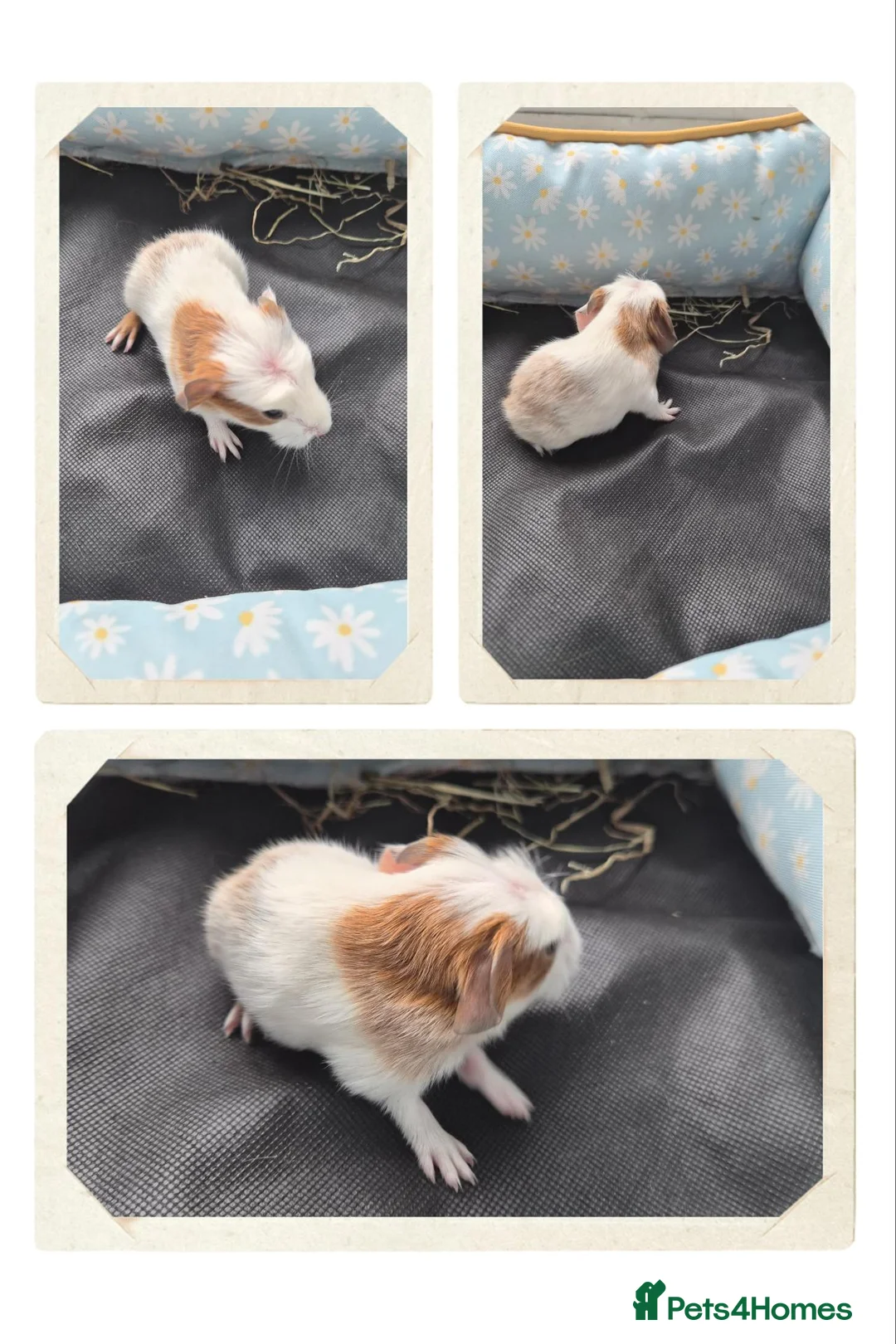Guinea Pig rodents for sale: Baby guinea pigs - Advert 8