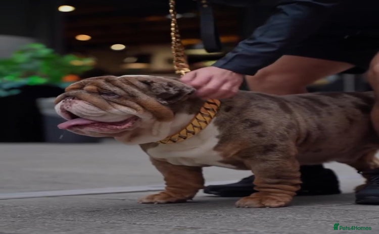 English Bulldog dogs in London - Advert 2