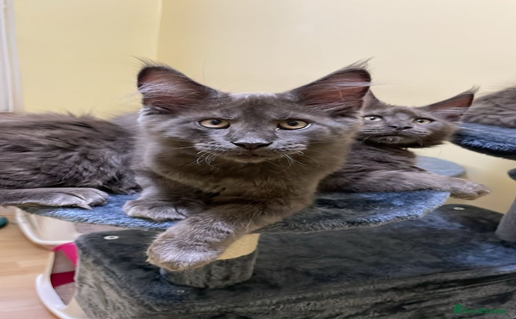 Maine Coon cats - Advert 3