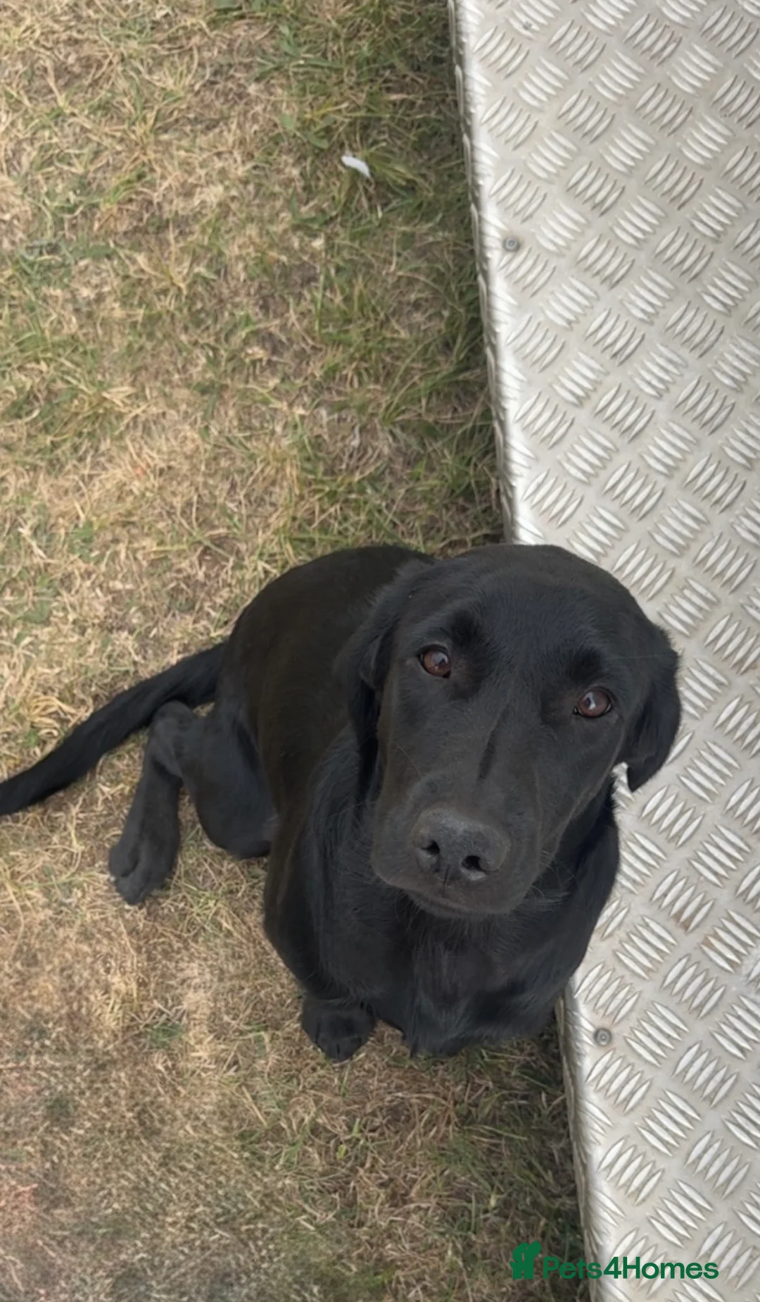 Labrador Retriever dogs for stud: Proven Labrador retriever for stud  - Advert 3