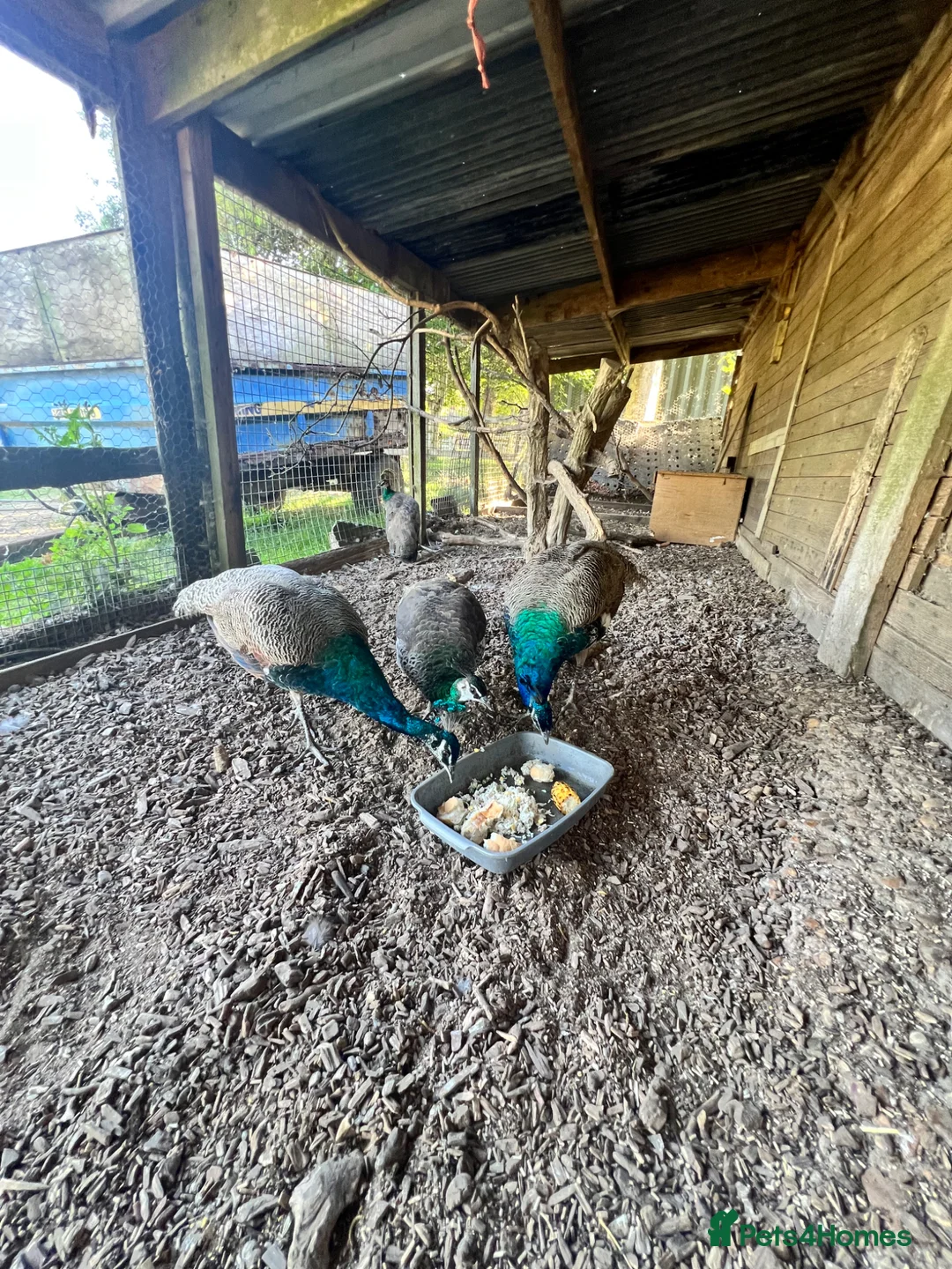 Mixed Breed birds for sale: Peacocks for sale in Fareham - Advert 6