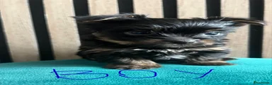Boy