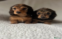 Miniature Dachshund dogs for sale: KC Longhaired Miniature Dachshunds  - Image 6