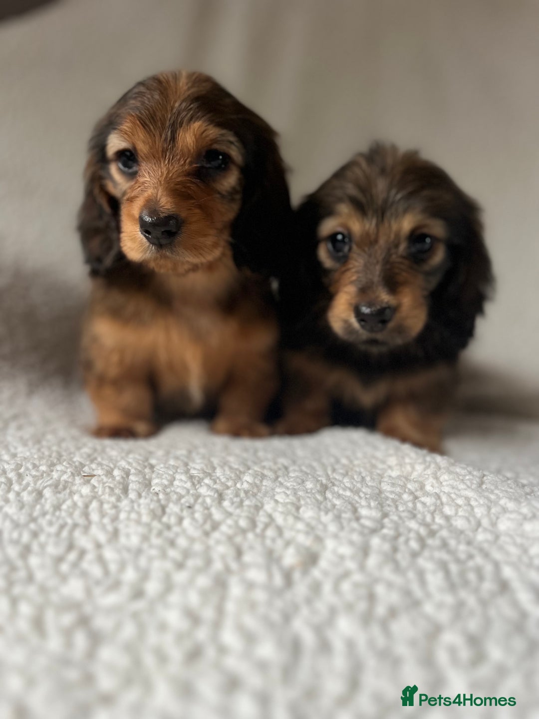 Miniature Dachshund dogs for sale: KC Longhaired Miniature Dachshunds  - Image 6