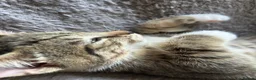 Mixed Breed cats for sale: 4 Gorgeous tabby kittens, 2 with white features - Advert 20