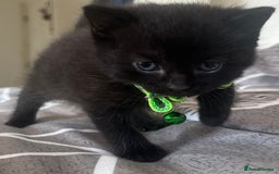 Mixed Breed cats for sale: Mixed breed adorable kittens in Waltham Cross - Image 28