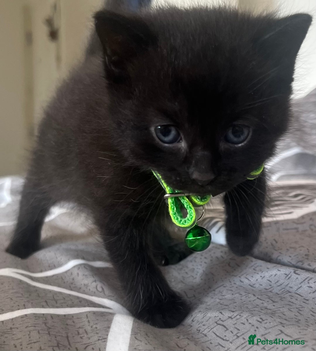 Mixed Breed cats for sale: Mixed breed adorable kittens in Waltham Cross - Image 28