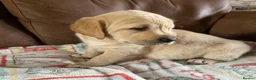 Labrador Retriever dogs for sale: Labrador X Golden retriever  - Advert 13