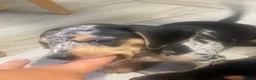 Dachshund dogs for sale: Beautiful sliver merle & Black and Tan dachshunds - Advert 14