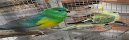 Parakeets birds for sale: Red Rump parakeets proven breeding pair - Advert 2