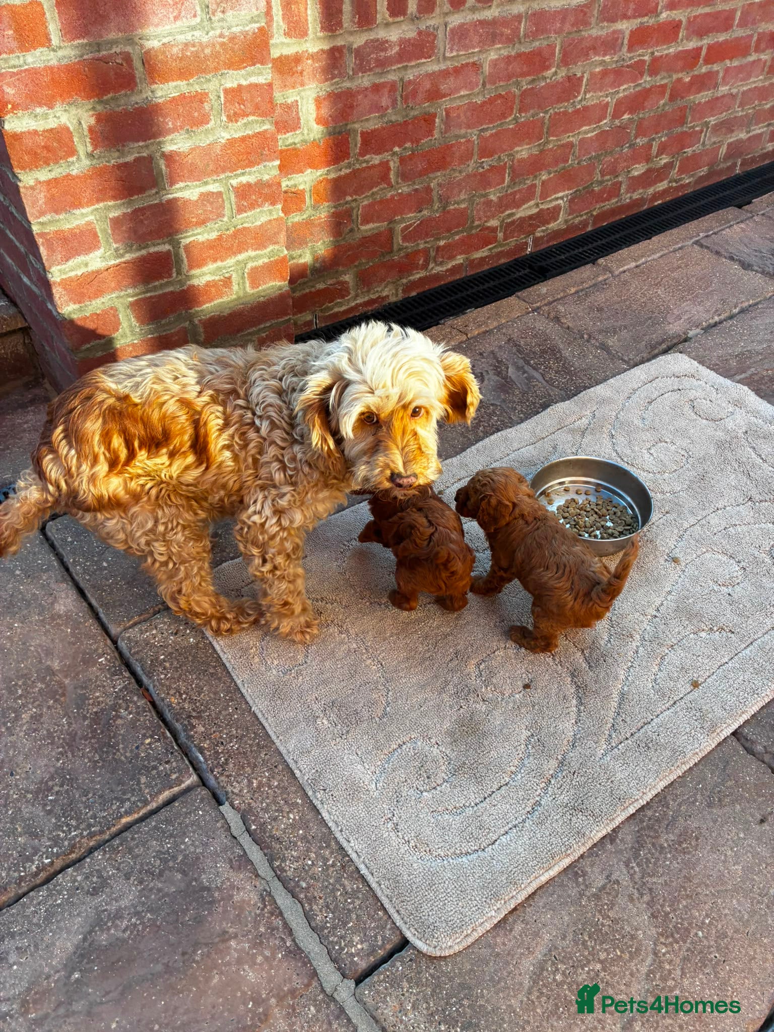 Cockapoo dogs Teddy - Advert 2