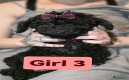 Cockapoo dogs for sale: Cockapoo female - Image 2