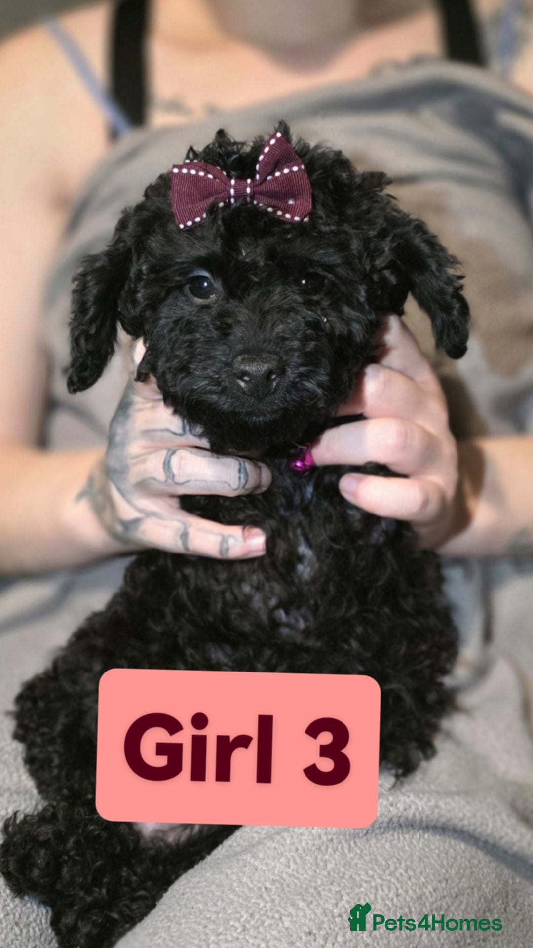 Cockapoo dogs for sale: Cockapoo female - Image 2