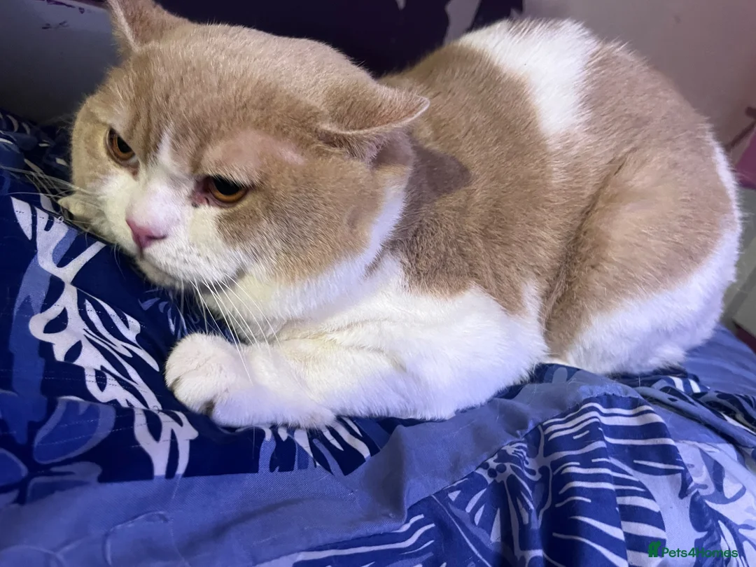 British Shorthair cats for sale: 🐾 Rare Handsome British shorthair Male 🐾 - Advert 7
