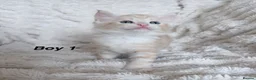Maine Coon cats for sale: Maine coon kittens ready to reserve  - Advert 34