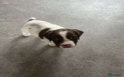 English Springer Spaniel dogs for sale: KC English springer spaniel puppies  - Image 14