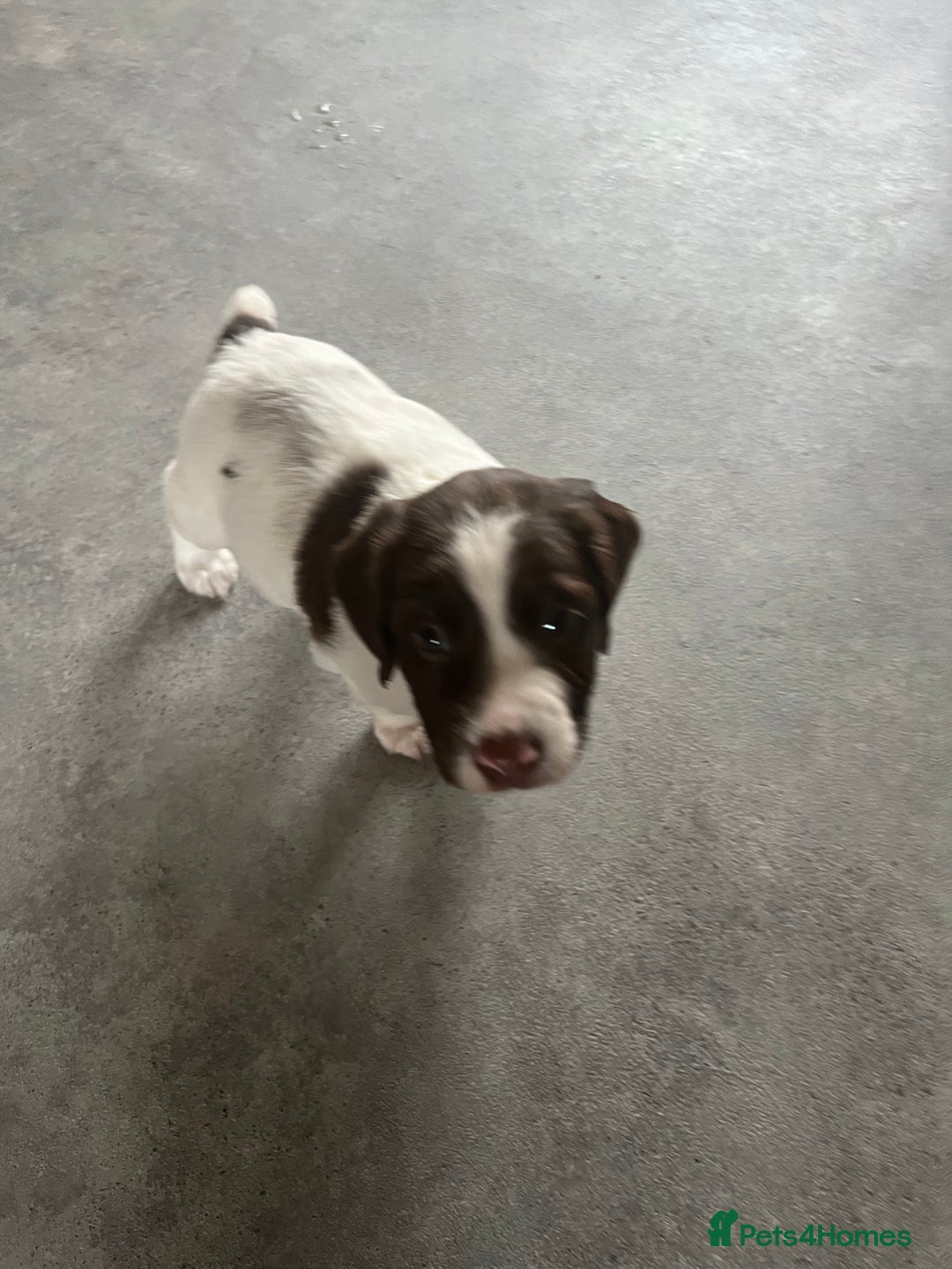 English Springer Spaniel dogs for sale: KC English springer spaniel puppies  - Image 14